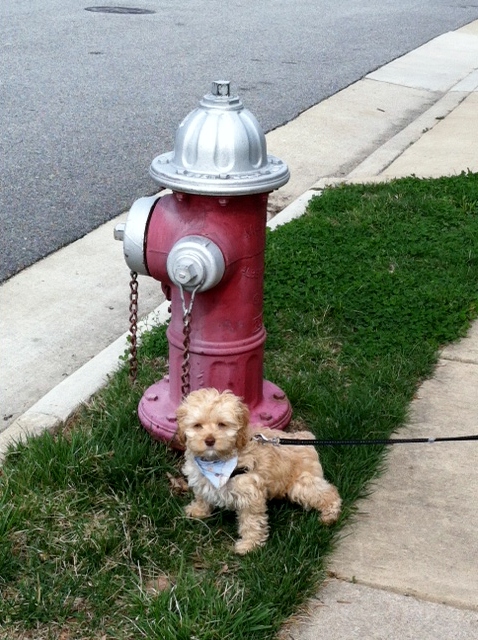 cooper hydrant.JPG